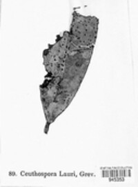 Phacidium lauri image